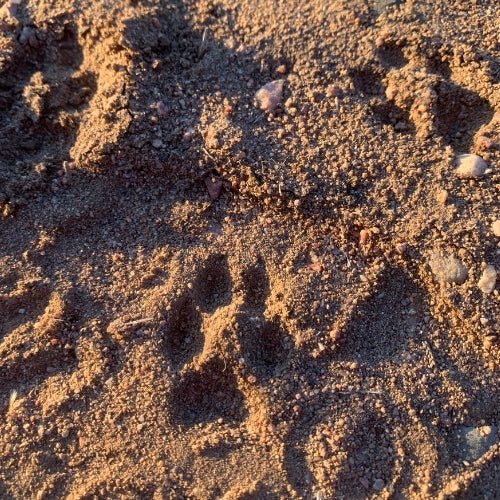 Arctic Fox Trekking Paws by Preservation Dogs - Image 12